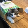 箱があればとりあえず入っとくスタイル