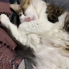 の写真
