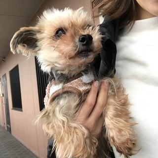 里親さん募集してます