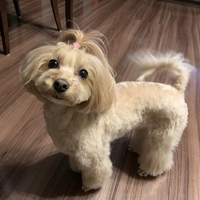 メルシー