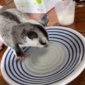 フクモモ2匹事情があって飼えなくなりました