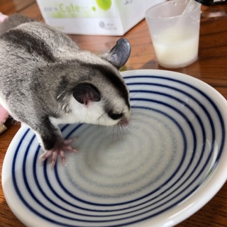 フクモモ2匹事情があって飼えなくなりました