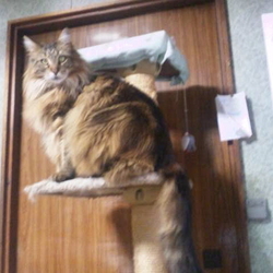 「冬毛を引っこ抜いてやったぜぃ(笑)」サムネイル3