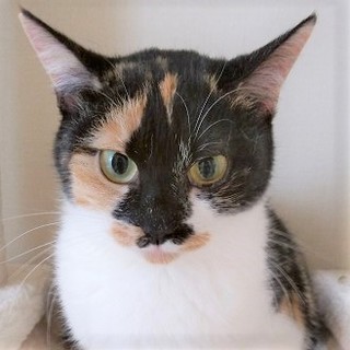 5/19田原町★りんちゃん★右後ろ足ハンデでも元気