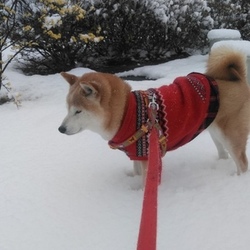 ☃季節外れの大雪☃