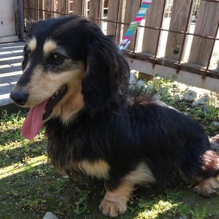 誰にでも懐くダックス