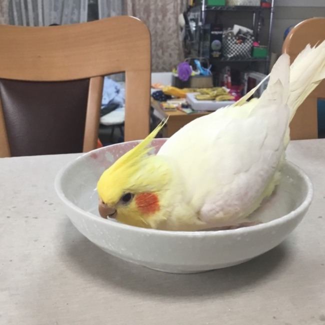 ゆうりまらのカバー写真