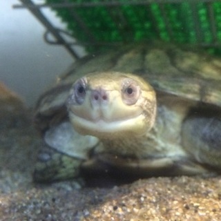 ミナミイシガメ里親募集！