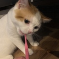 おとなしいかわいい子