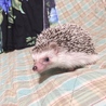 まいぐんれな
