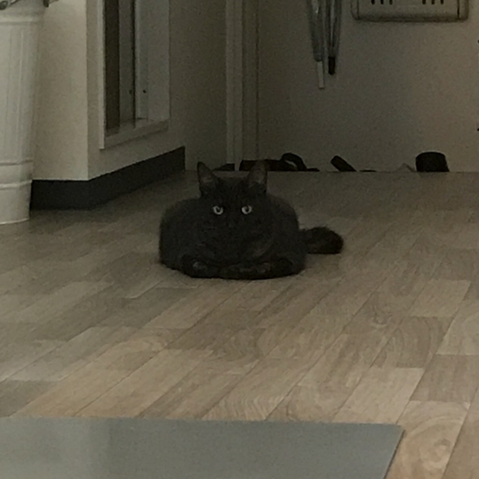 クロのカバー写真