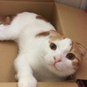 成長途中でたってしまった耳も一才前にはペタンと折れてきました。