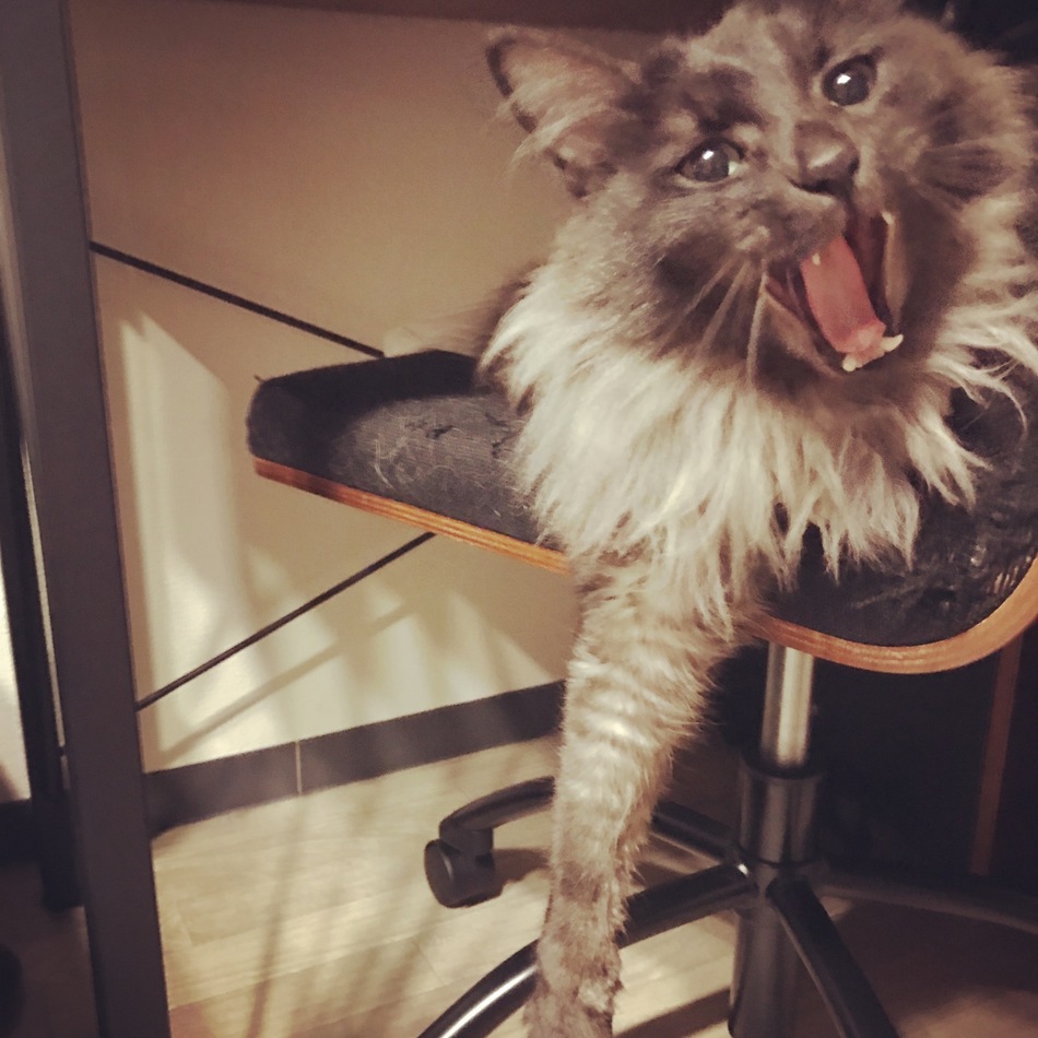 ブブのカバー写真
