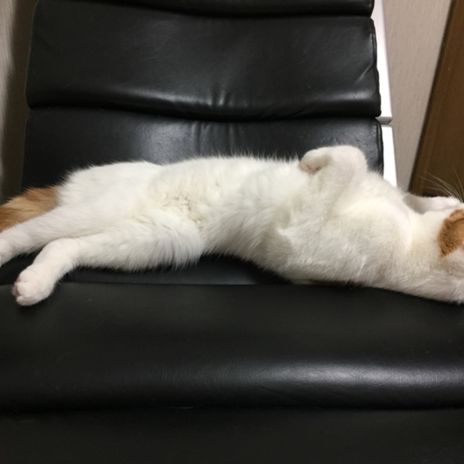 パチ美のカバー写真