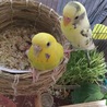 モニッキ さん