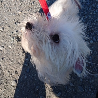 再度、保護犬の里親募集