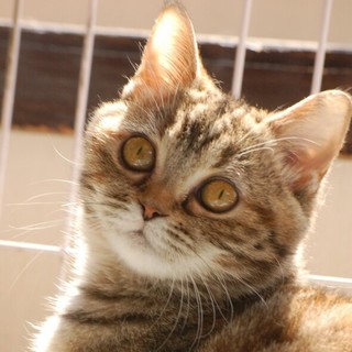 アメショ×スコティッシュ 鼻ぺちゃ娘『椿ちゃん』