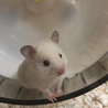 ゴールデンハムスターの女の子里親募集 サムネイル4