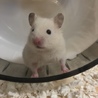 ゴールデンハムスターの女の子里親募集 サムネイル5