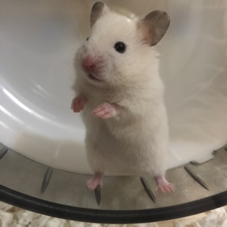 ゴールデンハムスターの女の子里親募集
