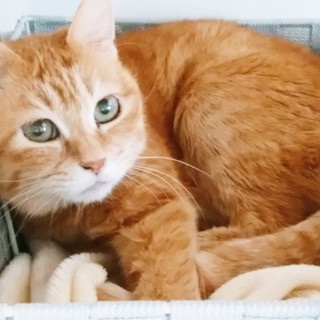 ◆4/7オープンシェルター譲渡会参加◆ぷりん◆