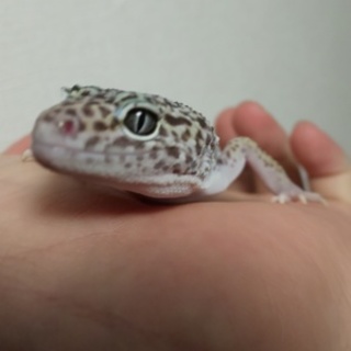 一時的に募集終了します レオパ 