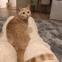 マロン