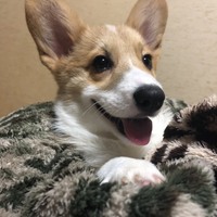 おいも