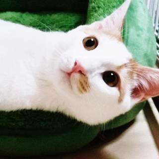 ◆4/7オープンシェルター譲渡会参加◆たると◆