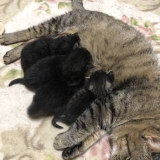 ☆生後3日間経ちました☆母子ともに健康です！