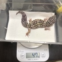 レオパードゲッコー