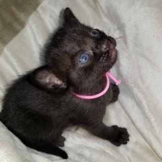 再編集 2019年3月生まれの子猫5匹です ②