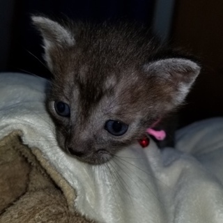 再編集 2019年3月生まれの子猫5匹です③