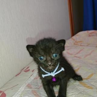 再編集 2019年3月生まれの子猫5匹です①