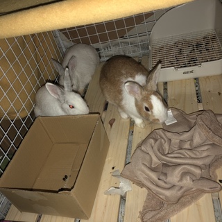 ミニうさぎ ３匹