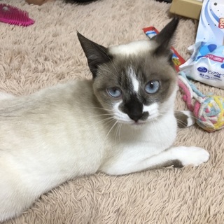 超可愛い甘えん坊のロリーちゃん