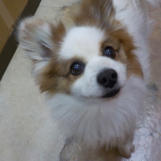 若々しいBigパピヨンのチロ君12才