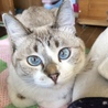 cocomo さん