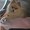 ポリス
