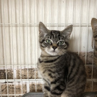 4/7譲渡会参加！甘えん坊のサバトラ「キキ」