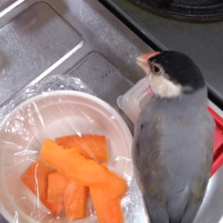 文鳥（オス）里親さん募集