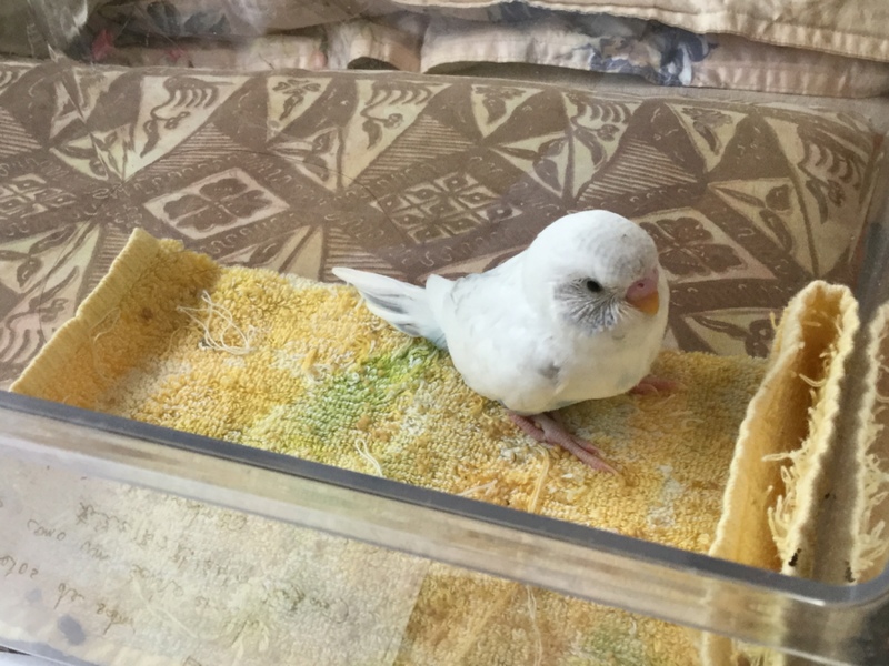 白くておっとり オスのセ 東京都 鳥の里親募集 ペットのおうち 月間利用者150万人