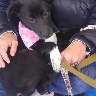 仮名　りさちゃん　カラスに襲われていた野良犬の子犬