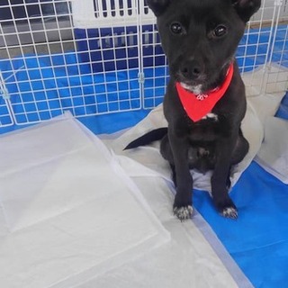 仮名　ひょんひょんくん 譲渡決定！