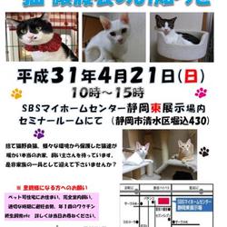 静岡市清水区にて猫の譲渡会開催です