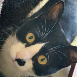 とても人懐っこい！白黒ハチワレ男の子