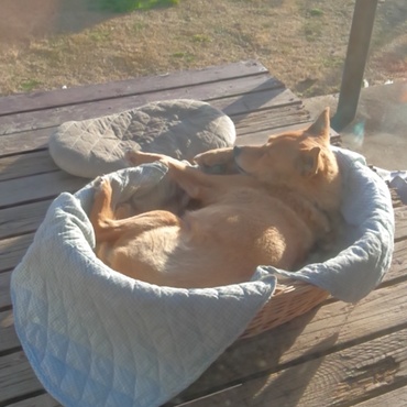 チョコ　あなたに会いたい！！