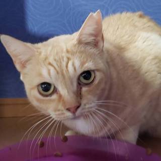 穏やかで美人ねこさん。