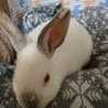保護うさぎ：おとなし女子のもくちゃん（メス） サムネイル3