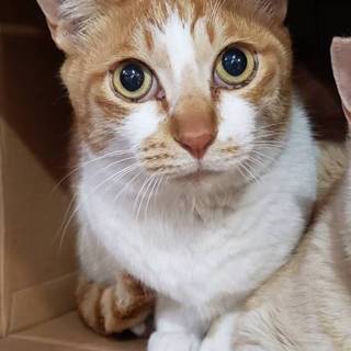 人慣れ抜群！元気いっぱい！